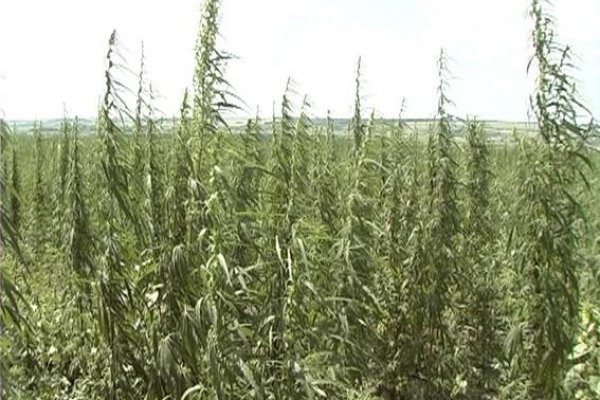 Даркнет площадки