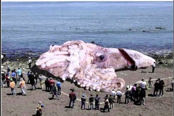 Kraken 13 at сайт
